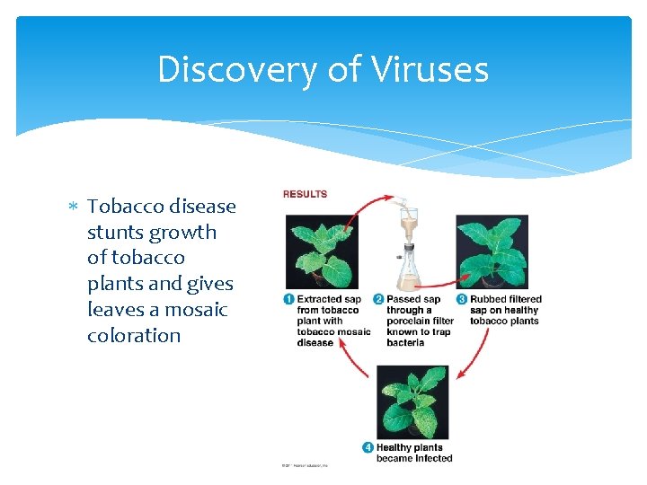Discovery of Viruses Tobacco disease stunts growth of tobacco plants and gives leaves a