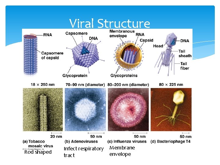 Viral Structure Rod shaped Infect respiratory tract Membrane envelope 