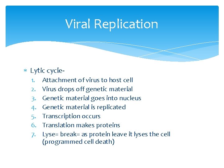 Viral Replication Lytic cycle 1. 2. 3. 4. 5. 6. 7. Attachment of virus