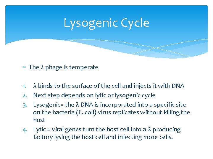 Lysogenic Cycle The λ phage is temperate 1. λ binds to the surface of