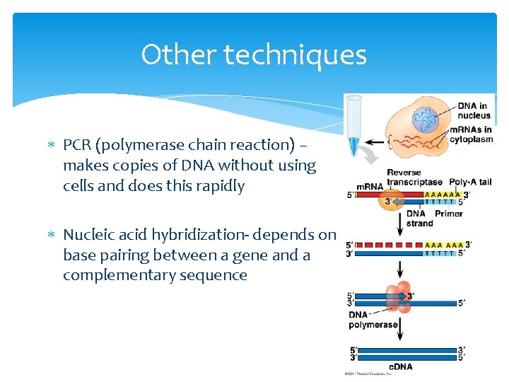 Other techniques PCR (polymerase chain reaction) – makes copies of DNA without using cells