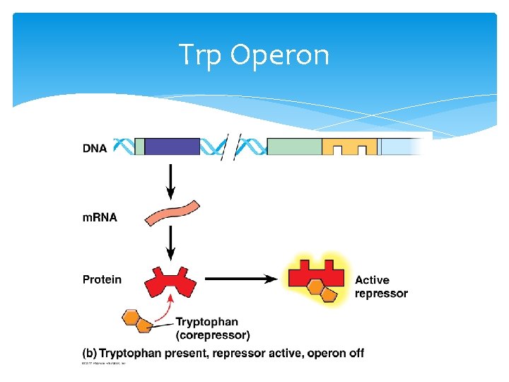 Trp Operon 