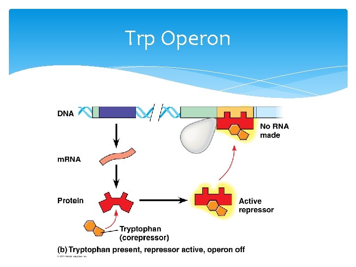 Trp Operon 