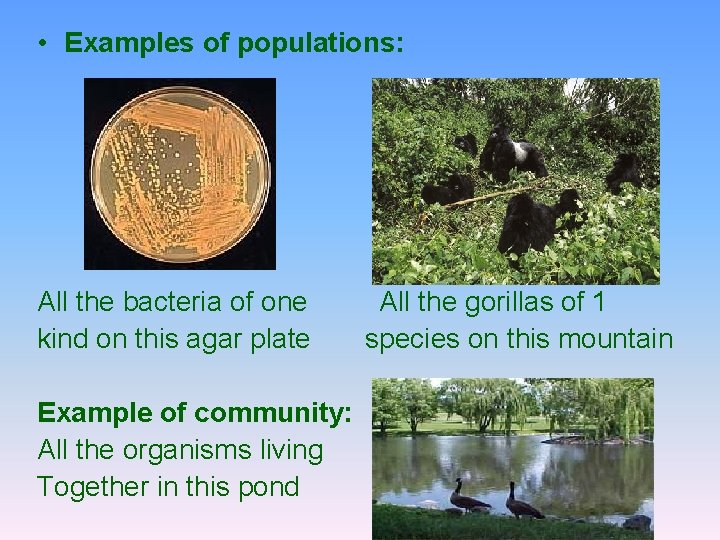  • Examples of populations: All the bacteria of one kind on this agar