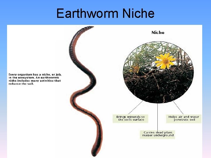 Earthworm Niche 