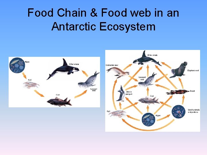 Food Chain & Food web in an Antarctic Ecosystem 