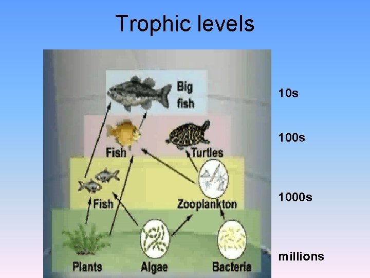 Trophic levels 100 s 1000 s millions 