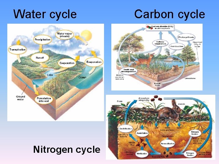 Water cycle Nitrogen cycle Carbon cycle 