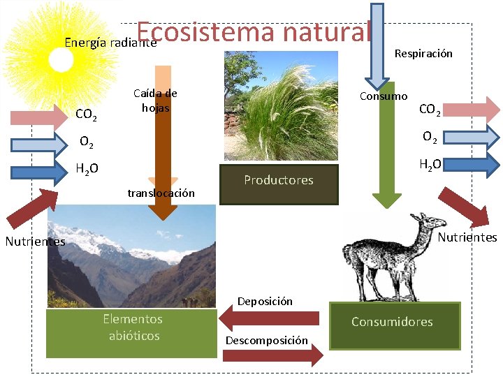 Ecosistema natural Energía radiante CO 2 Caída de hojas Respiración Consumo CO 2 O