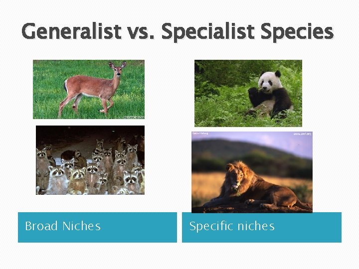 Generalist vs. Specialist Species Broad Niches Specific niches 