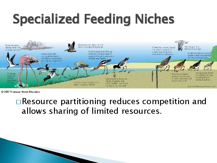 Specialized Feeding Niches � Resource partitioning reduces competition and allows sharing of limited resources.