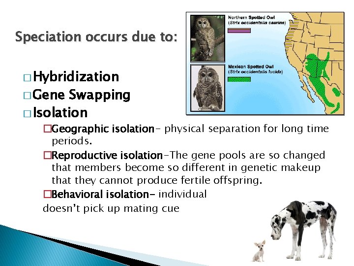 Speciation occurs due to: � Hybridization � Gene Swapping � Isolation �Geographic isolation- physical