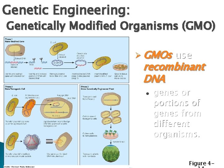 Genetic Engineering: Genetically Modified Organisms (GMO) Ø GMOs use recombinant DNA l genes or