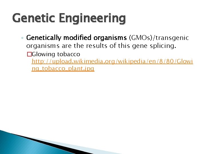 Genetic Engineering ◦ Genetically modified organisms (GMOs)/transgenic organisms are the results of this gene