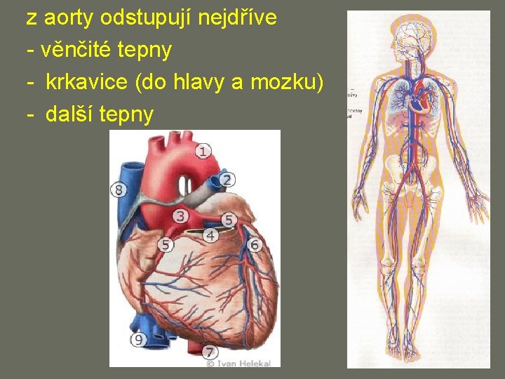 z aorty odstupují nejdříve - věnčité tepny - krkavice (do hlavy a mozku) -