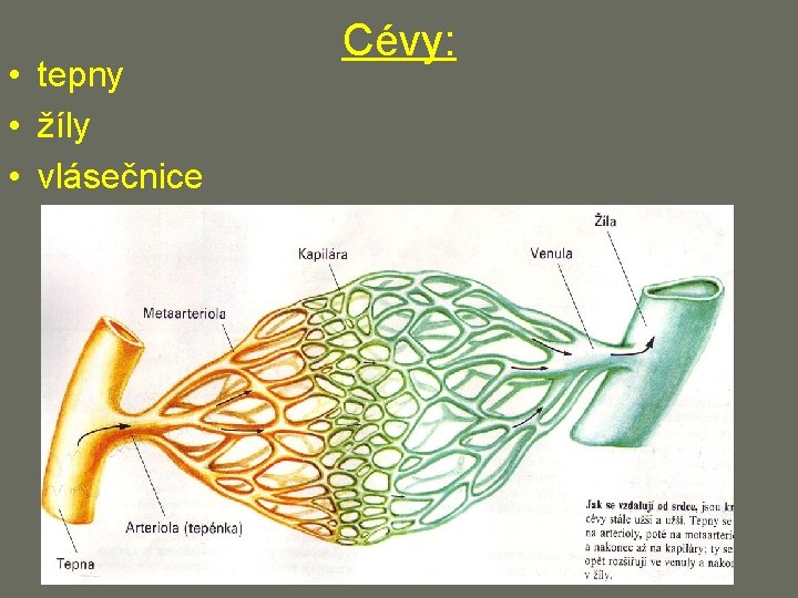  • tepny • žíly • vlásečnice Cévy: 