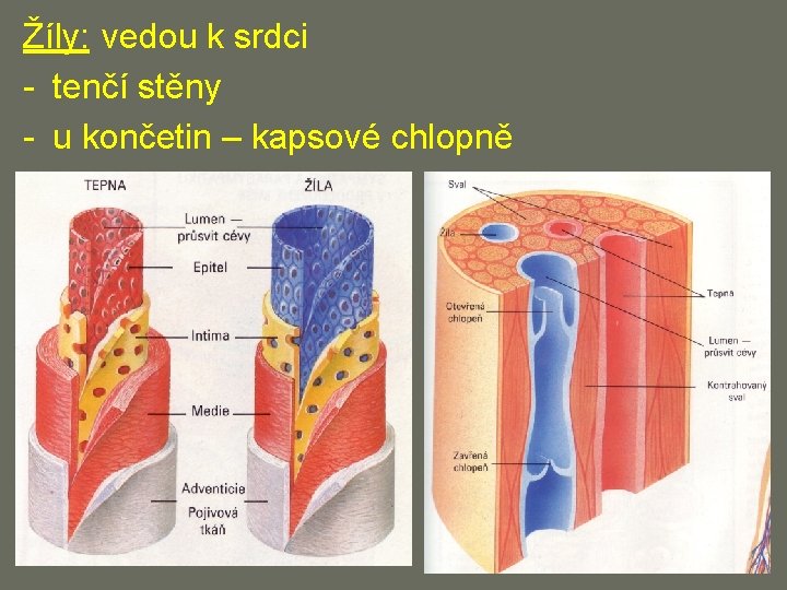 Žíly: vedou k srdci - tenčí stěny - u končetin – kapsové chlopně 