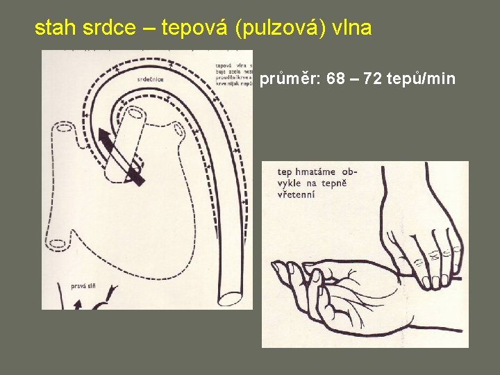 stah srdce – tepová (pulzová) vlna průměr: 68 – 72 tepů/min 