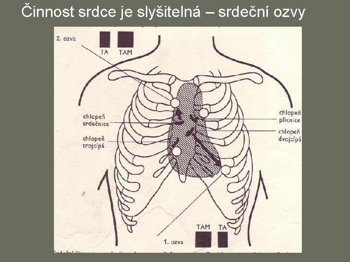 Činnost srdce je slyšitelná – srdeční ozvy 