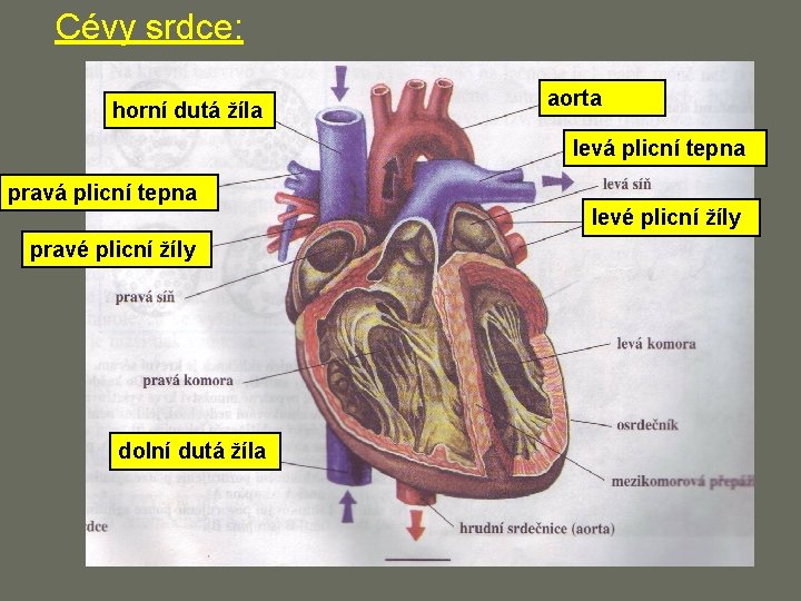 Cévy srdce: horní dutá žíla aorta levá plicní tepna pravá plicní tepna levé plicní