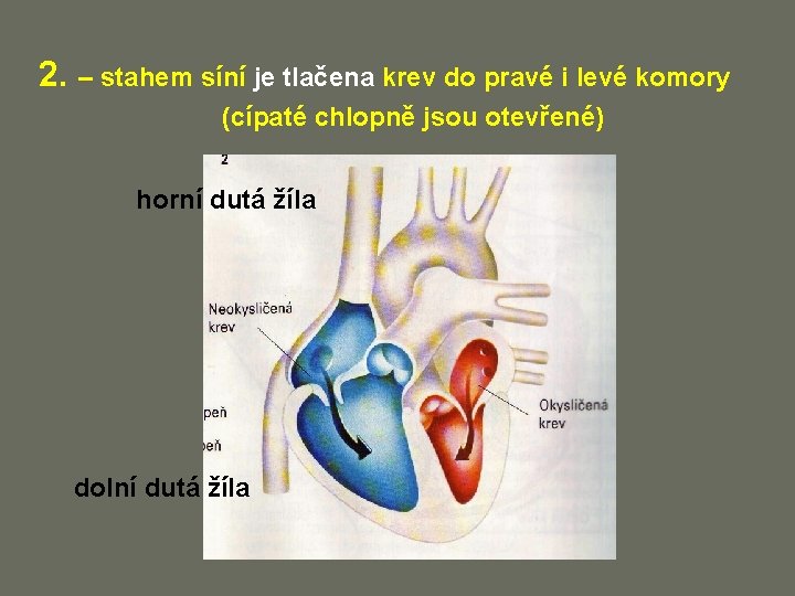 2. – stahem síní je tlačena krev do pravé i levé komory (cípaté chlopně