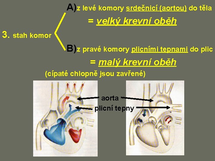 A)z levé komory srdečnicí (aortou) do těla = velký krevní oběh 3. stah komor