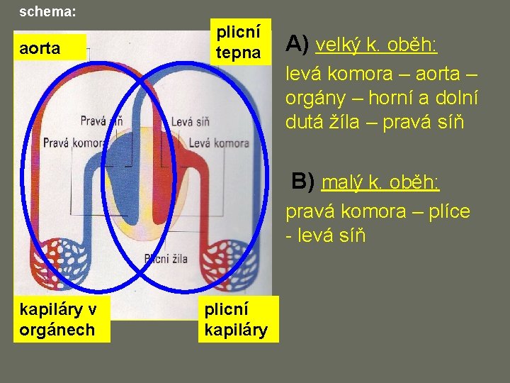 schema: aorta plicní tepna A) velký k. oběh: levá komora – aorta – orgány