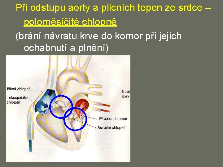 Při odstupu aorty a plicních tepen ze srdce – poloměsíčité chlopně (brání návratu krve