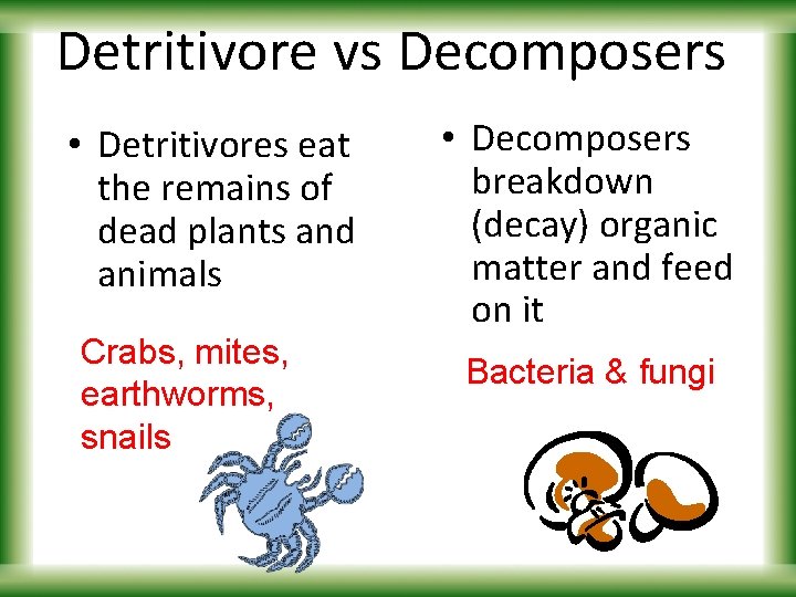 Detritivore vs Decomposers • Detritivores eat the remains of dead plants and animals Crabs,
