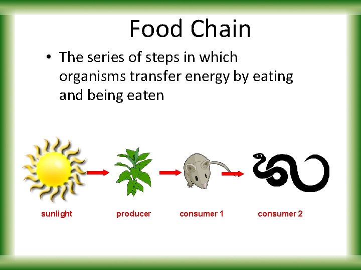 Food Chain • The series of steps in which organisms transfer energy by eating