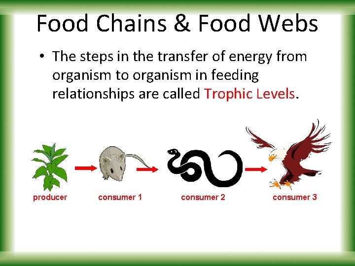 Food Chains & Food Webs • The steps in the transfer of energy from