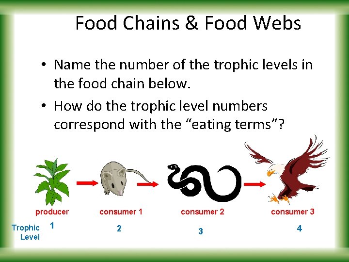 Food Chains & Food Webs • Name the number of the trophic levels in