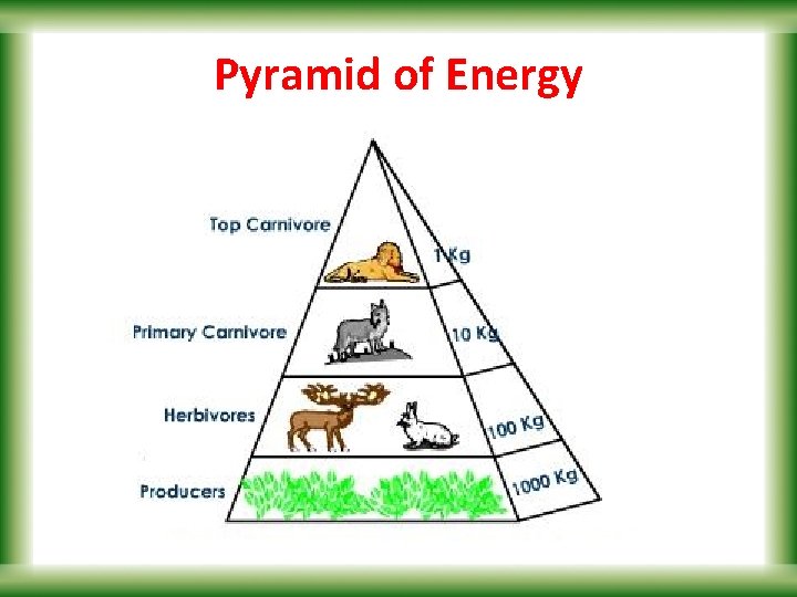 Pyramid of Energy 