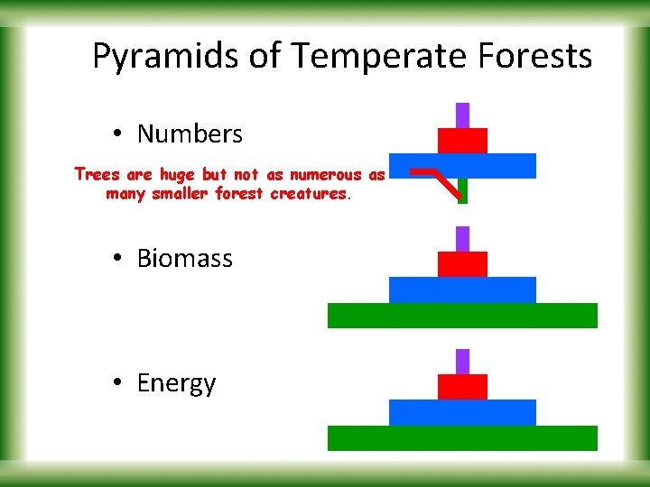 Pyramids of Temperate Forests • Numbers Trees are huge but not as numerous as