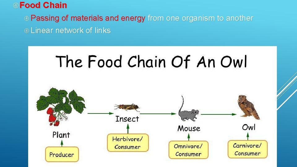  Food Chain Passing of materials and energy Linear network of links from one