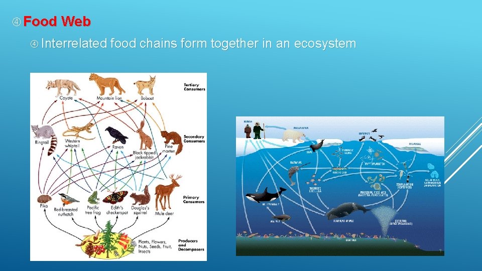  Food Web Interrelated food chains form together in an ecosystem 
