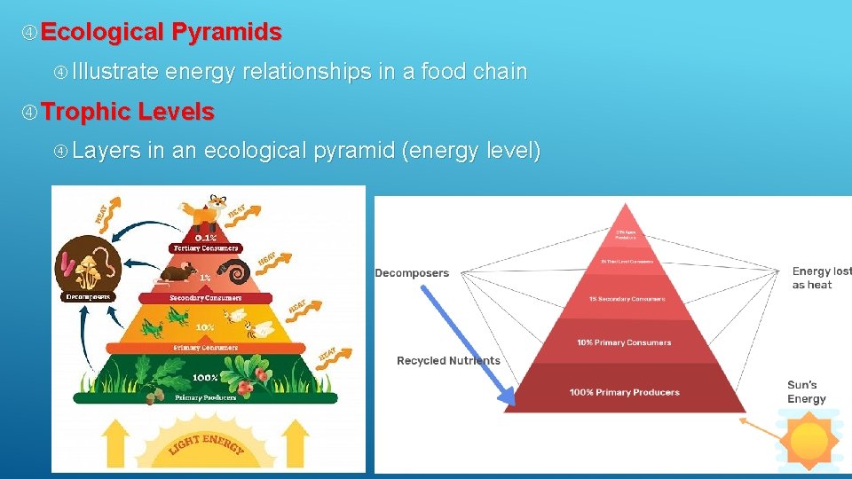  Ecological Pyramids Illustrate energy relationships in a food chain Trophic Levels Layers in