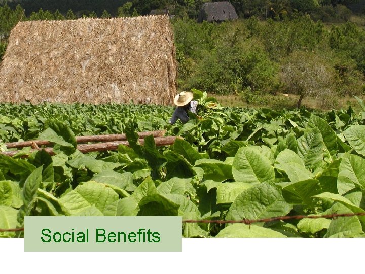 Social Benefits 