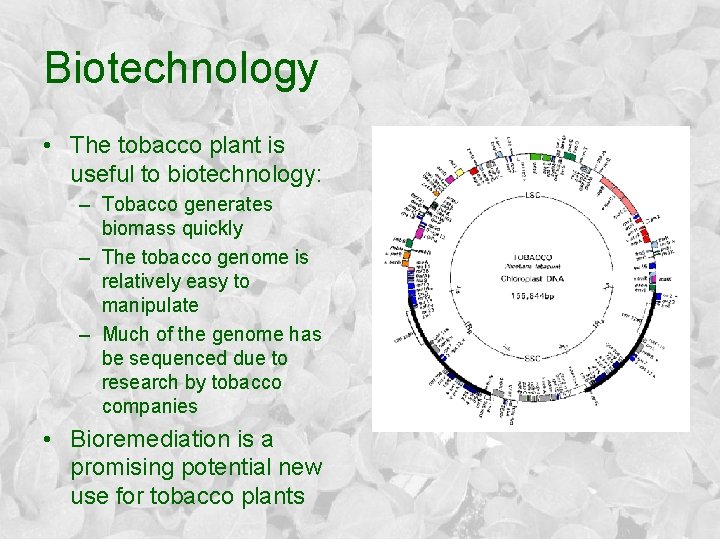 Biotechnology • The tobacco plant is useful to biotechnology: – Tobacco generates biomass quickly