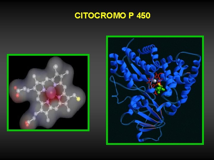 CITOCROMO P 450 