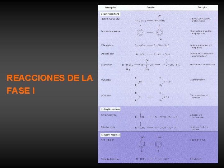 REACCIONES DE LA FASE I 