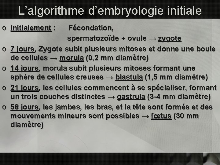 L’algorithme d’embryologie initiale o Initialement : o o Fécondation, spermatozoïde + ovule → zygote