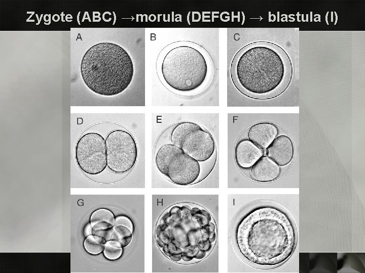 Zygote (ABC) →morula (DEFGH) → blastula (I) 