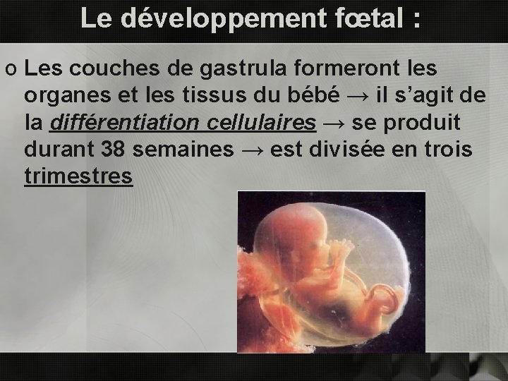 Le développement fœtal : o Les couches de gastrula formeront les organes et les