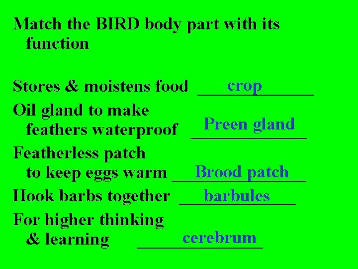 Match the BIRD body part with its function crop Stores & moistens food _______