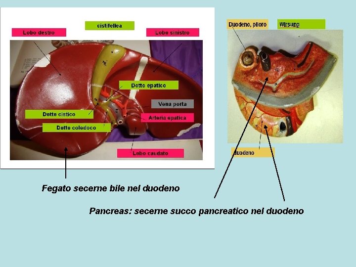 Fegato secerne bile nel duodeno Pancreas: secerne succo pancreatico nel duodeno 
