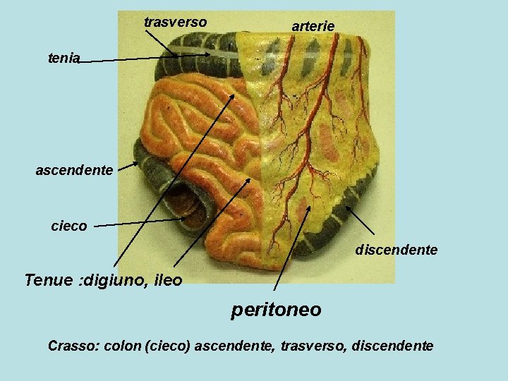 trasverso arterie tenia ascendente cieco discendente Tenue : digiuno, ileo peritoneo Crasso: colon (cieco)