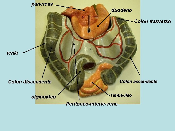 pancreas duodeno Colon trasverso tenia Colon ascendente Colon discendente sigmoideo Tenue-ileo Peritoneo-arterie-vene 