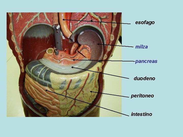 esofago milza pancreas duodeno peritoneo intestino 