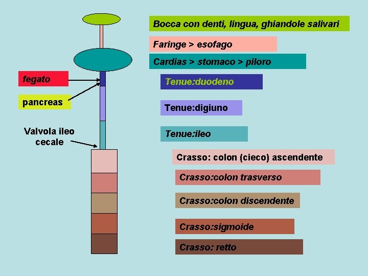 Bocca con denti, lingua, ghiandole salivari Faringe > esofago Cardias > stomaco > piloro